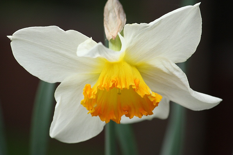 Daffodil grace