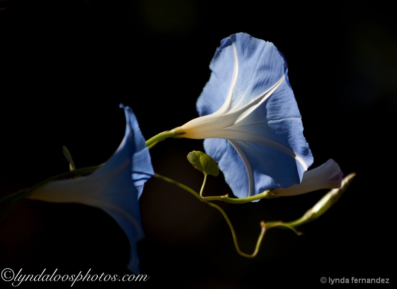 Morning Glory in Blue