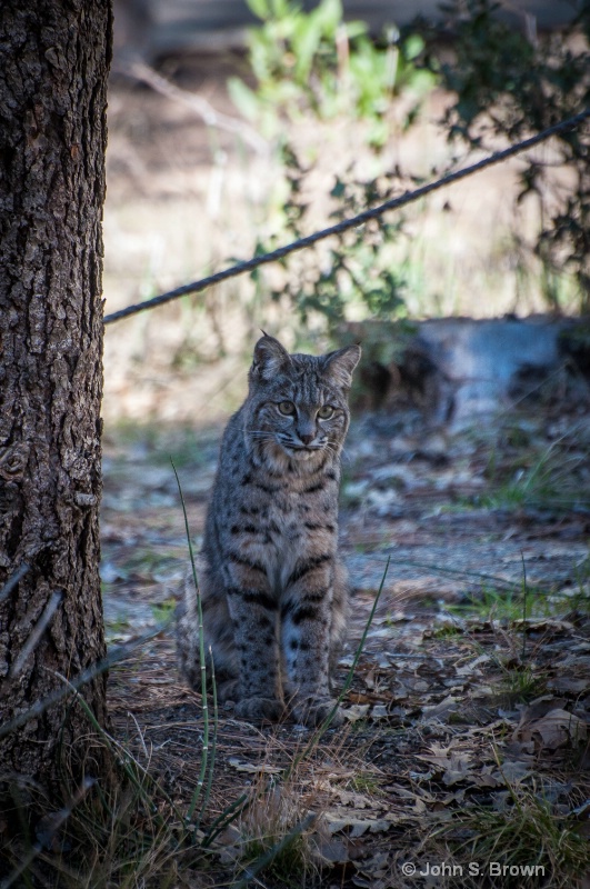 yosemite-9726 - ID: 15083444 © John S. Brown