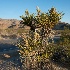 2joshua tree-1927 - ID: 15083456 © John S. Brown