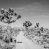 2joshua tree-2086 - ID: 15083457 © John S. Brown