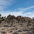 2joshua tree-2177 - ID: 15083459 © John S. Brown