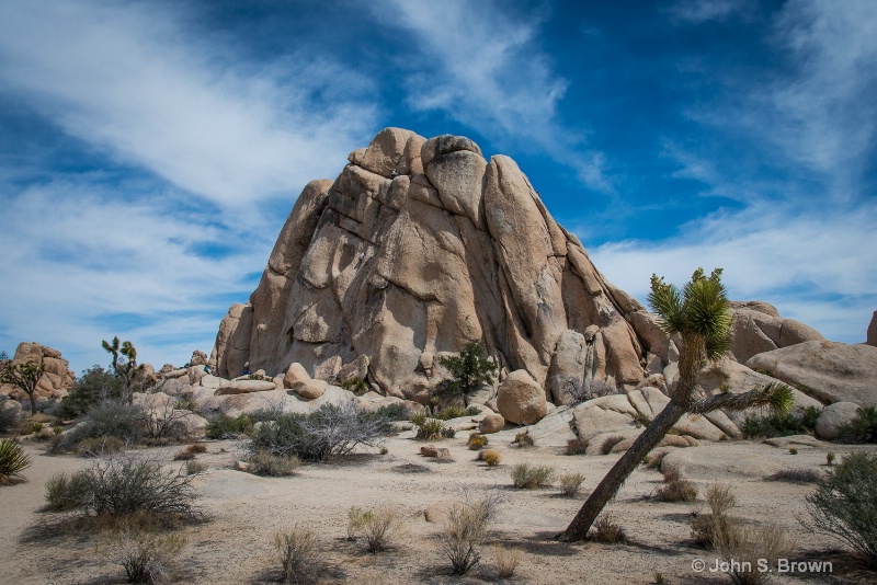 joshua tree-2260 - ID: 15083464 © John S. Brown