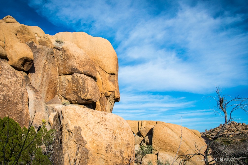 joshua tree-2552 - ID: 15083470 © John S. Brown