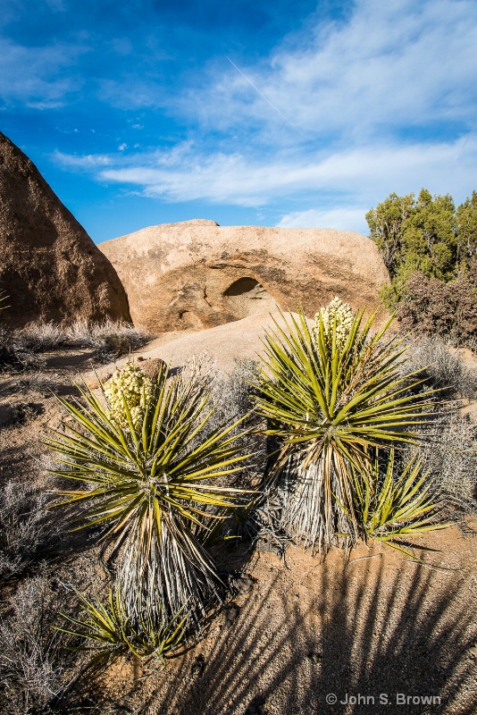 joshua tree-2566 - ID: 15083471 © John S. Brown