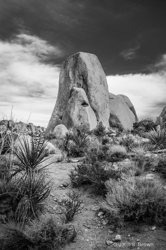 joshua tree-2582 - ID: 15083472 © John S. Brown