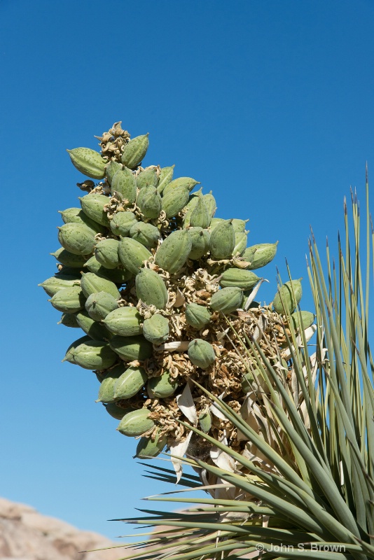 joshua tree-2616 - ID: 15083473 © John S. Brown