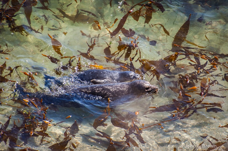 Swimming - ID: 15083568 © John S. Brown