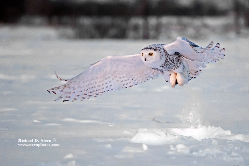 Snowy Owl 4 Wing Out