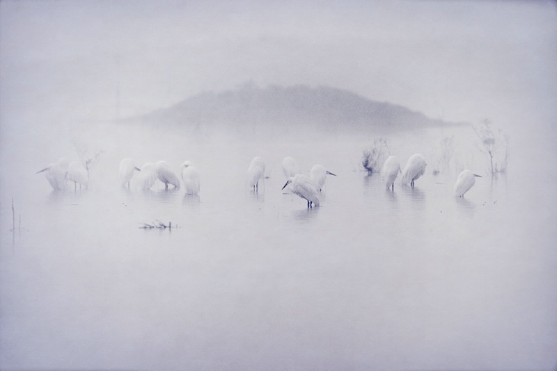 Egrets In The Mist