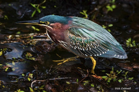 Green Heron: St Petersburg,  FL; Image: Caldwell