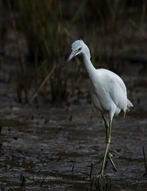 White egret; St Petersburg, FL; image: Caldwell