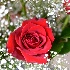 © Alice Kozar PhotoID # 15083977: Velvet-Red Valentine's Rose