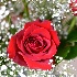 © Alice Kozar PhotoID # 15083977: Velvet-Red Valentine's Rose