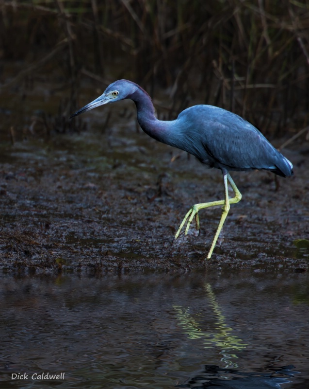 Little Blue Heron, Tampa, FL. Image by Caldwell