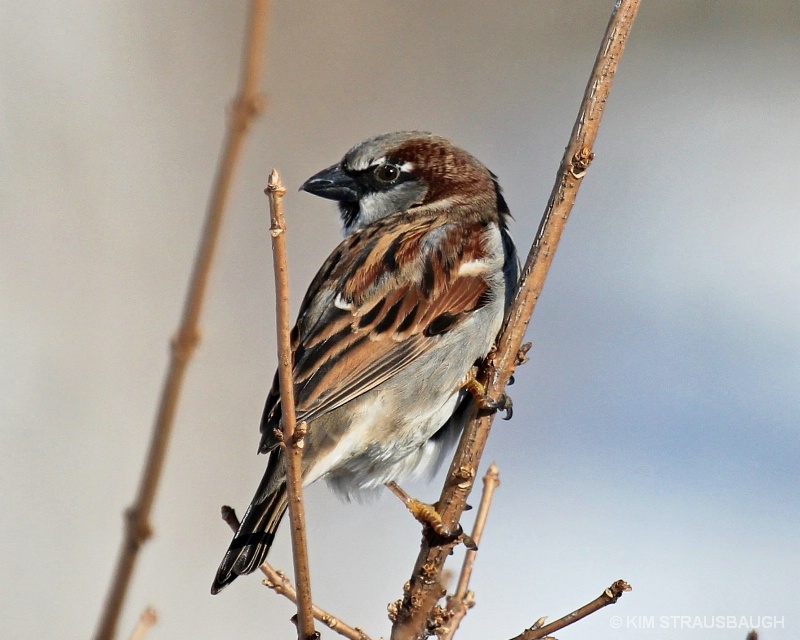 Sparrow