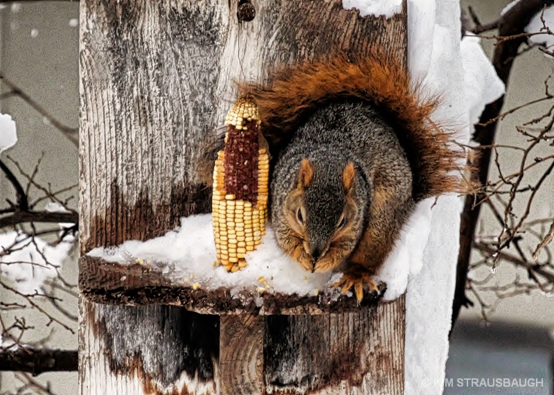 Squirrel At Feeder