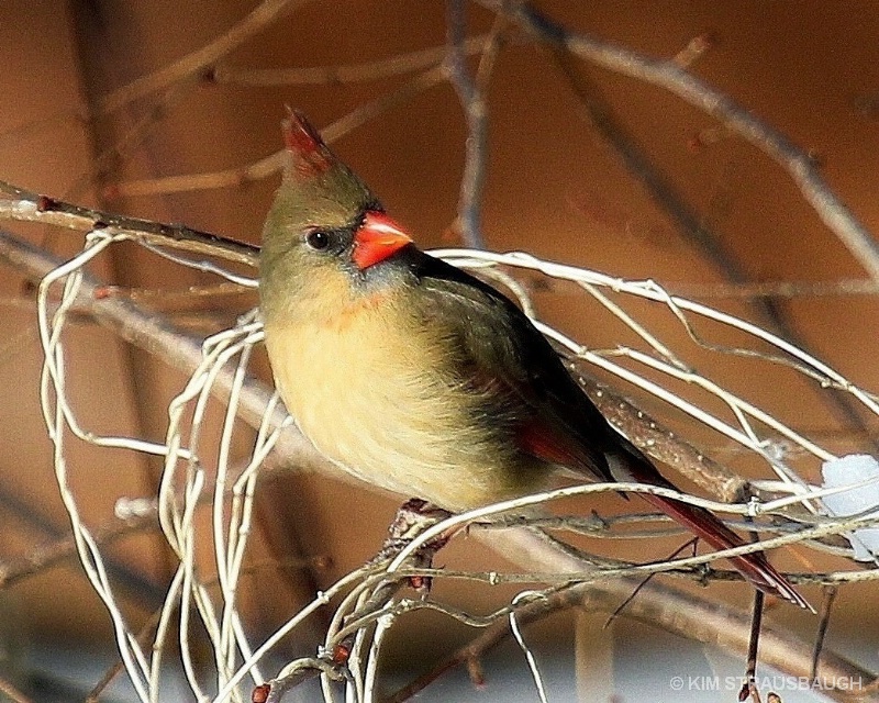 Female Cardinal