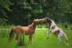 Kissing Horses