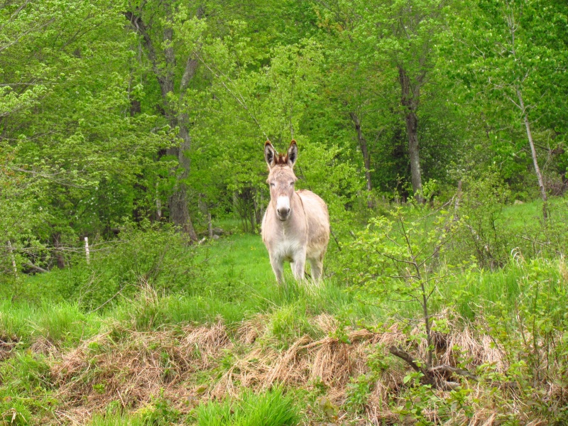 Next to the RIver - ID: 15084470 © Wendy A. Barrett