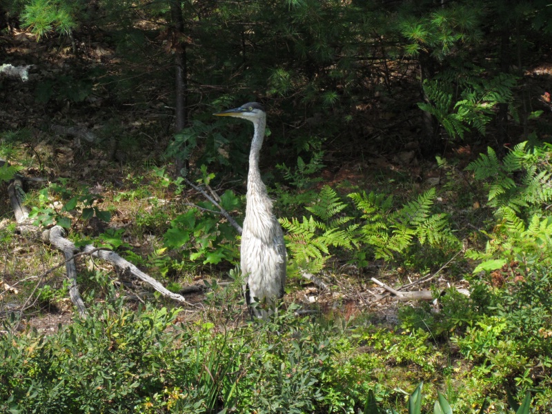 Shy Blue Heron