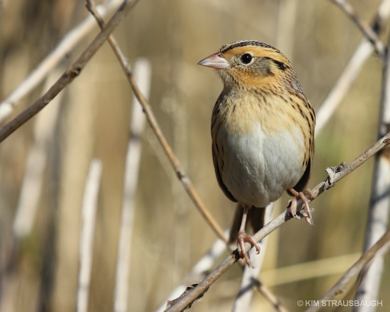 LaContes Sparrow