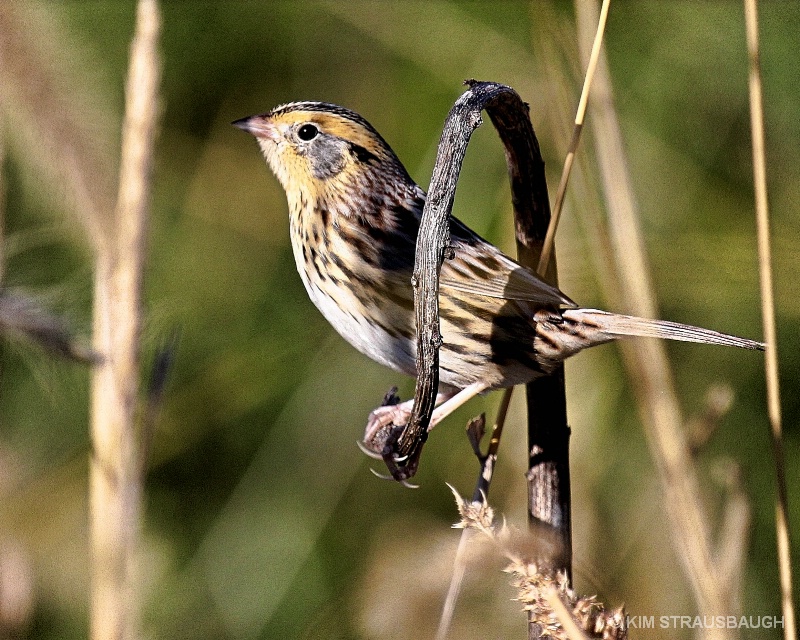 Perched