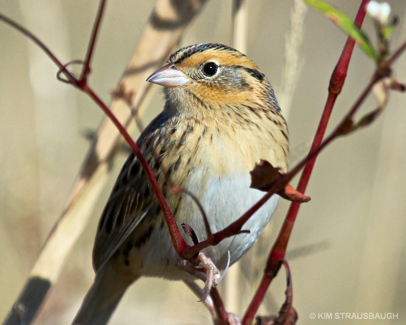 Sparrow Pose