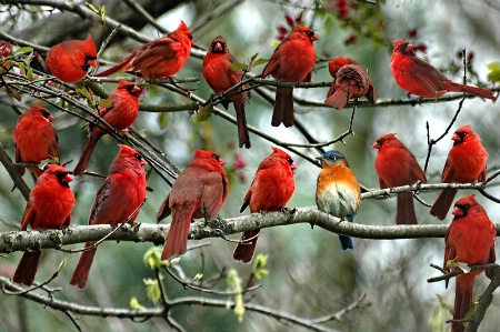 Sorry, They Ran Out Of Cardinal Costumes!