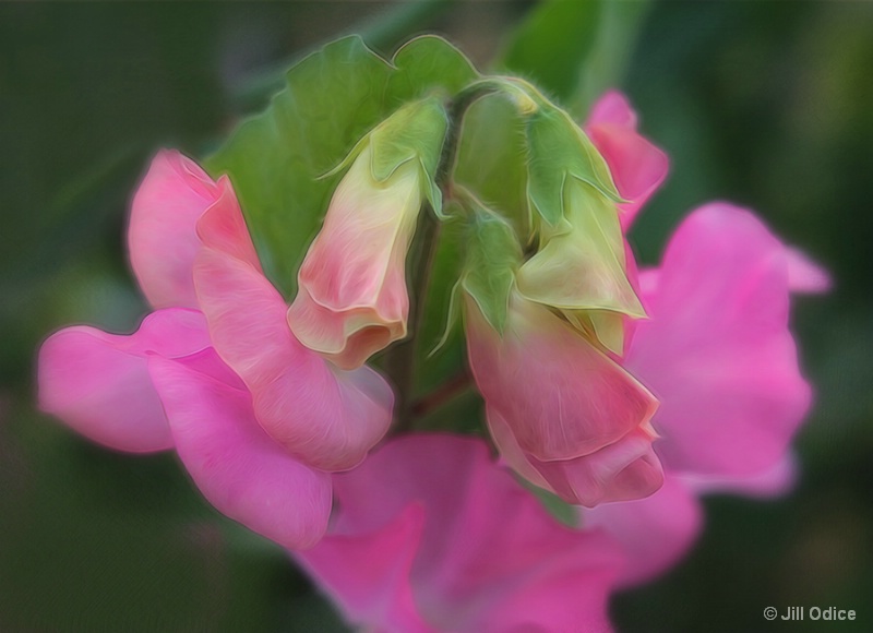 Pink Sweetpeas