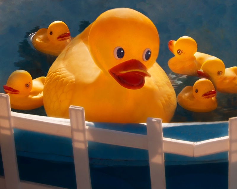 Big Ducky in a Little Pool