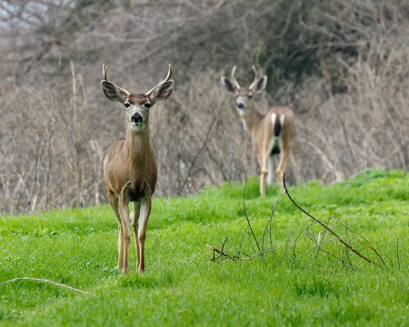 Curious Pair