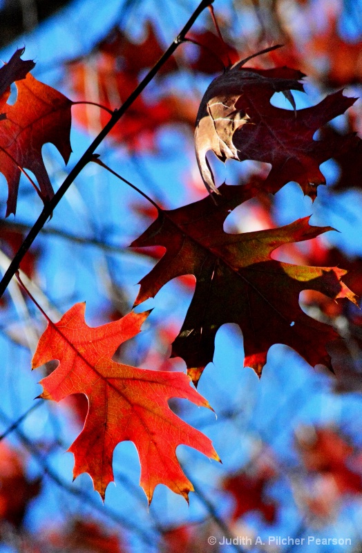 autumn leaves in January.......