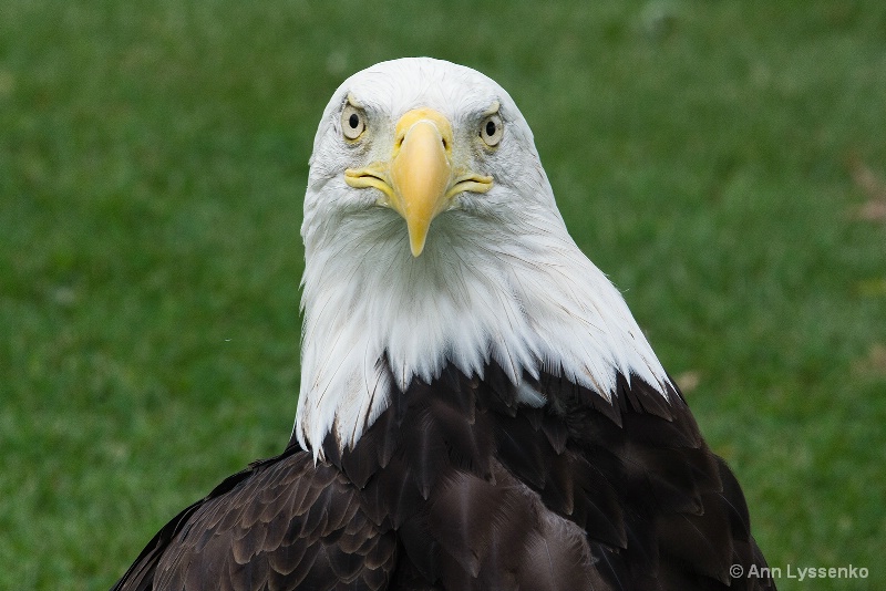 Regal Eagle