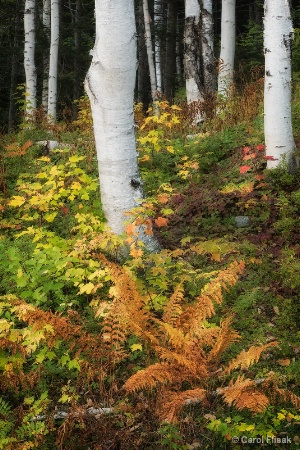 Birches and Ferns