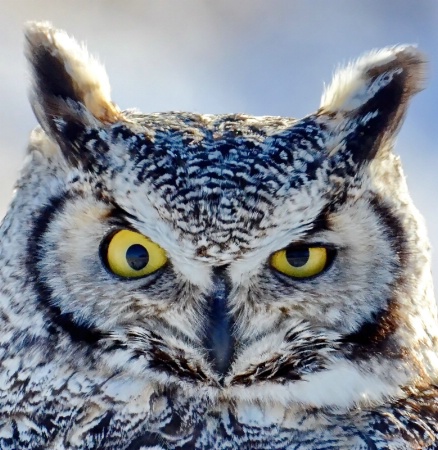 "Boo!" said the Great Horned Owl