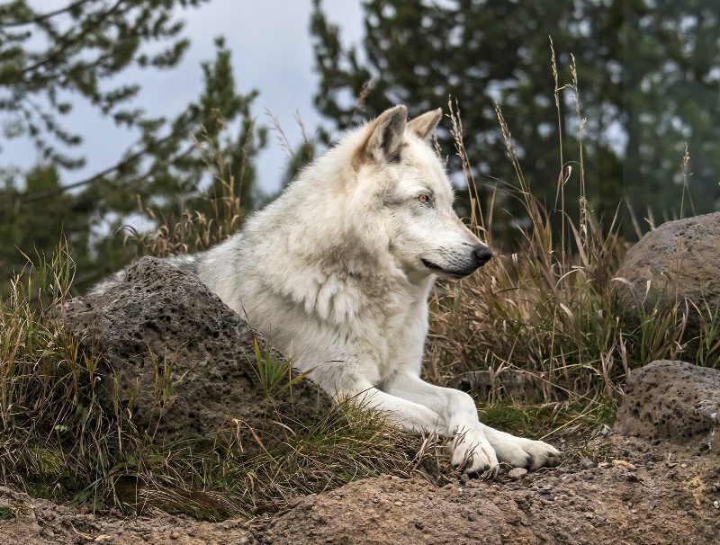 Yellowstone Wolf 