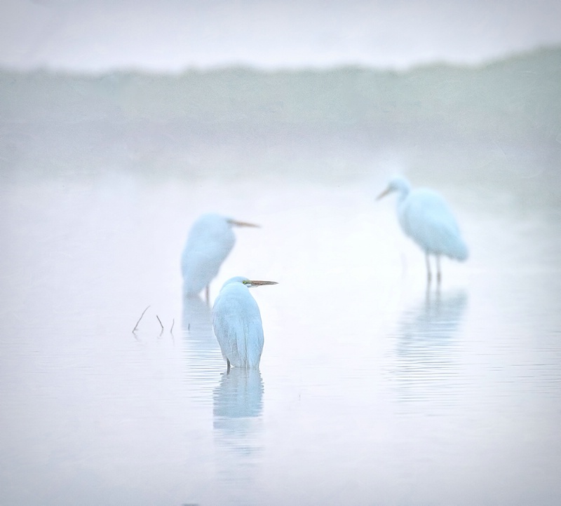 Thre Egrets In the Morning Mist
