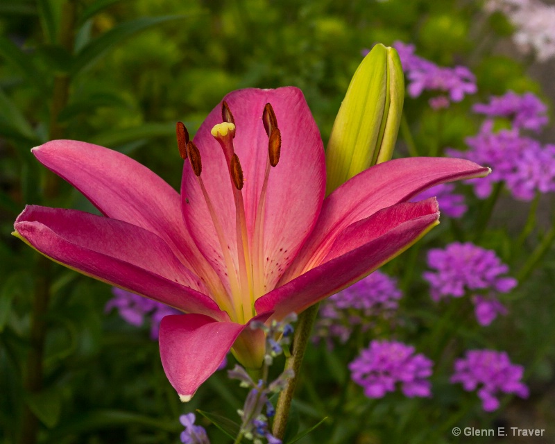 Garden Lily 