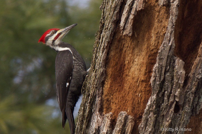 Pileated Woodpecker Unstuck