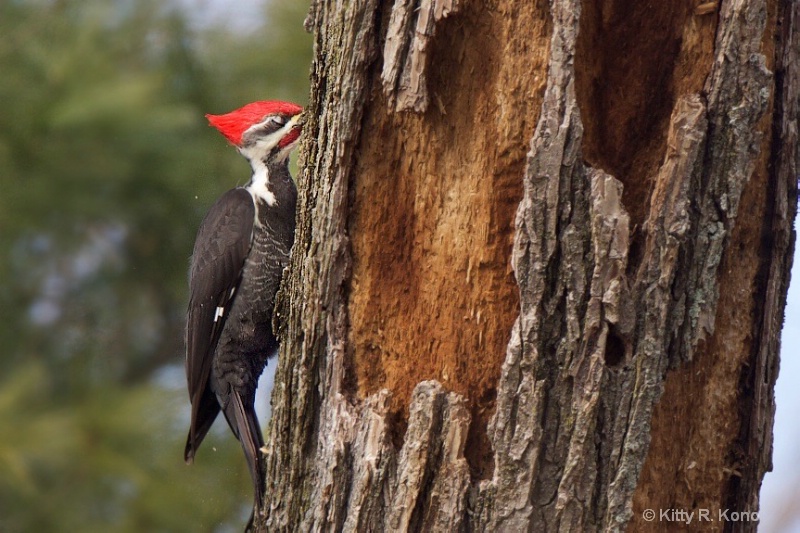 Pileated Stuck in the Tree