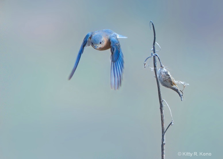 Bluebird and the Milkweed