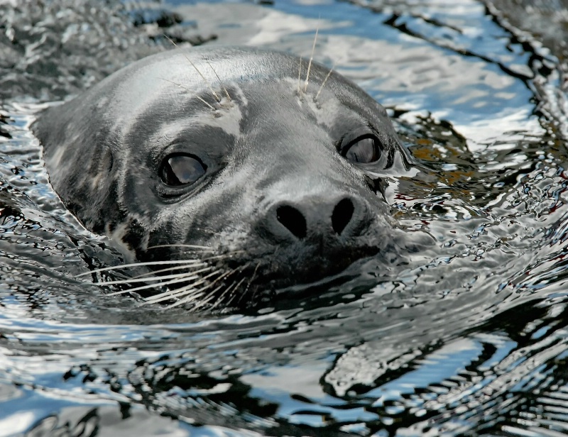 The Curious Harbor Seal