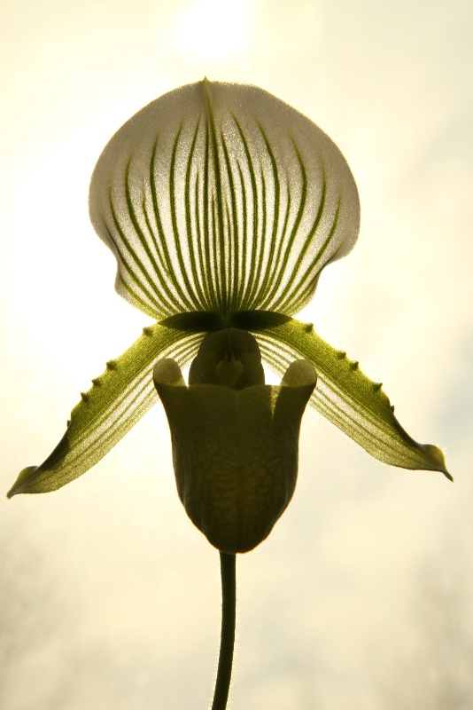 backlight orchid