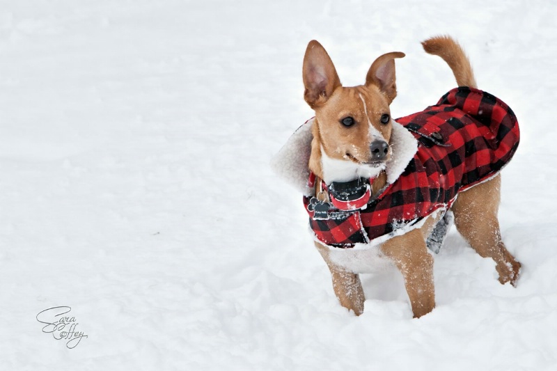 Snow Dog