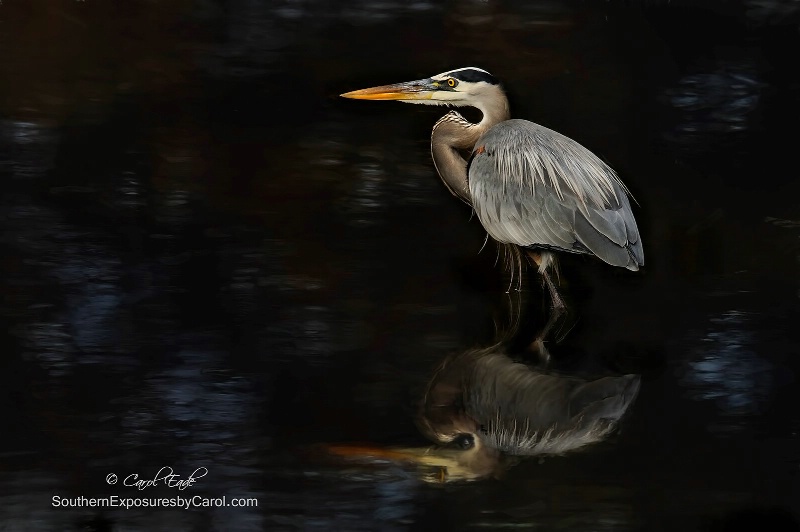 The Hunter - ID: 15085819 © Carol Eade