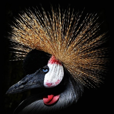 Crowned Crane Portrait