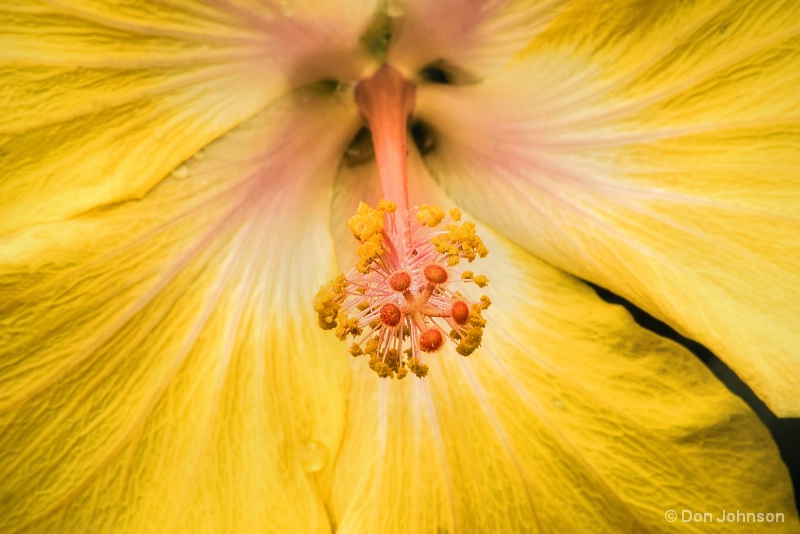 Inside a Yellow Hibiscus 2-5-16 230