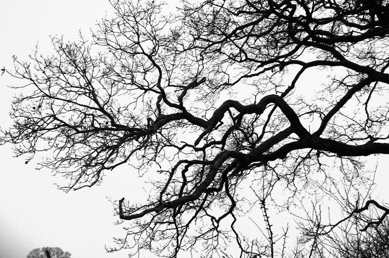 Winter tree Branch