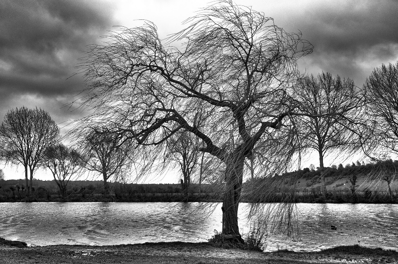 Willow by the Thames  in Black and White
